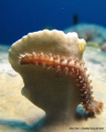   fire worm  